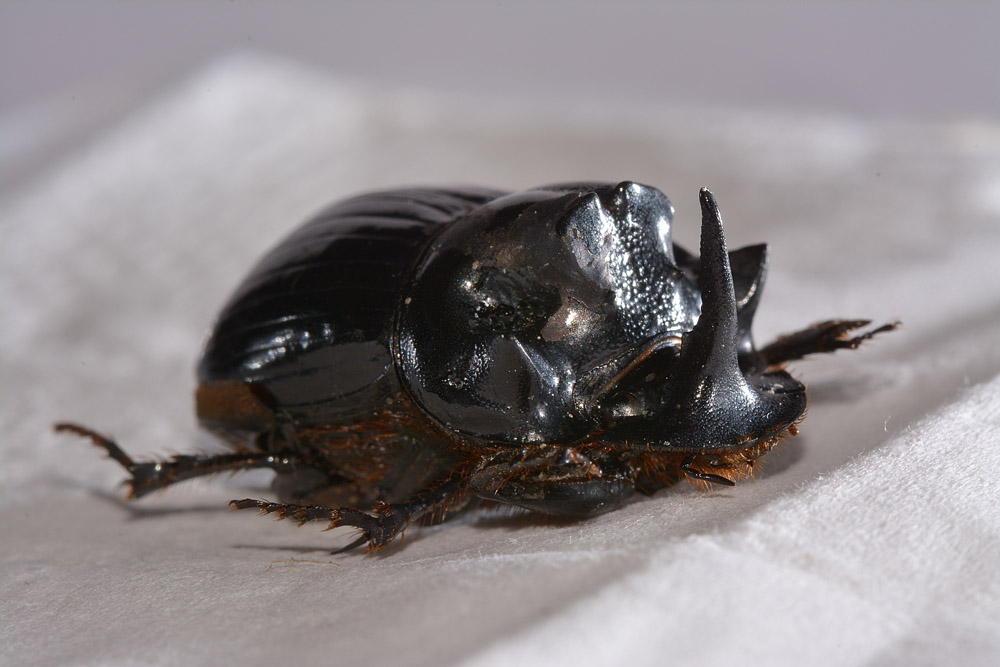 Copris lunaris, maschio (Scarabaeidae)